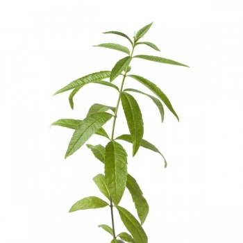 verveine odorante feuille cpée (OP)