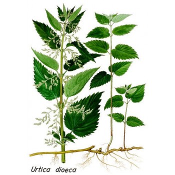 ortie feuille cpée PhEur (OP)
