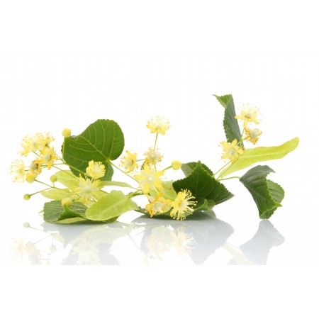 tilleul fleur entier Carpentras PhEur surchoix