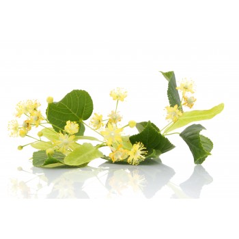 tilleul fleur cpé PhEur (OP)